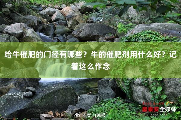 给牛催肥的门径有哪些？牛的催肥剂用什么好？记着这么作念