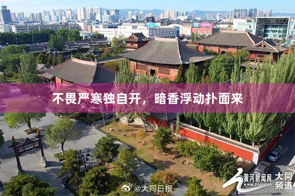 不畏严寒独自开，暗香浮动扑面来